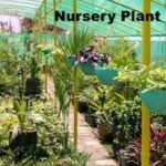 Is a Nursery Plant Business Legal in India?
